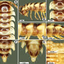 Image de Orthomorpha isarankurai Likhitrakarn, Golovatch & Panha 2011