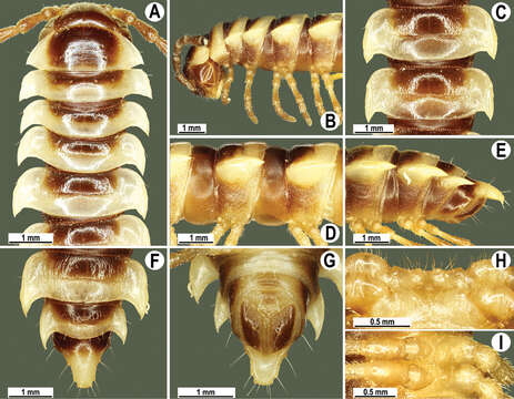 Image de Orthomorpha isarankurai Likhitrakarn, Golovatch & Panha 2011