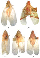 Image of Tambinia macula Wang & Liang 2011