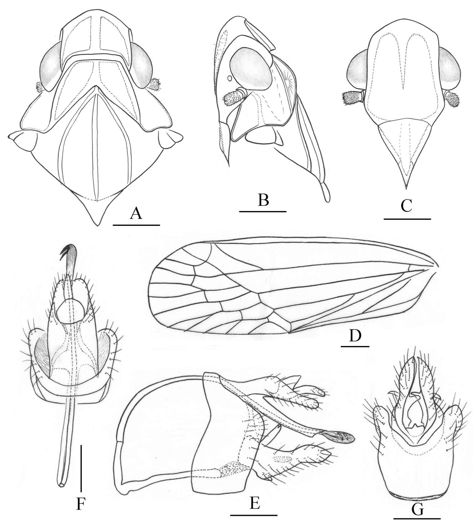 Image of Tambinia robustocarina Wang & Liang 2011