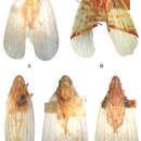 Image of Tambinia sexmaculata Wang & Liang 2011