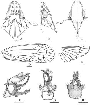 Image of Tambinia sexmaculata Wang & Liang 2011