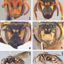 Image of Michanthidium almeidai Urban & Parizotto