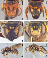 Image of Michanthidium Urban 1995