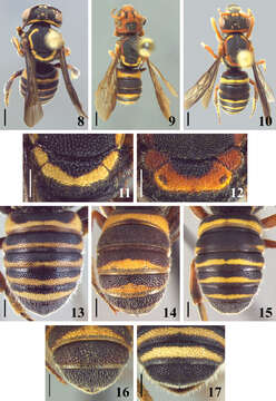 Image of Michanthidium Urban 1995