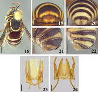 Image of Michanthidium Urban 1995