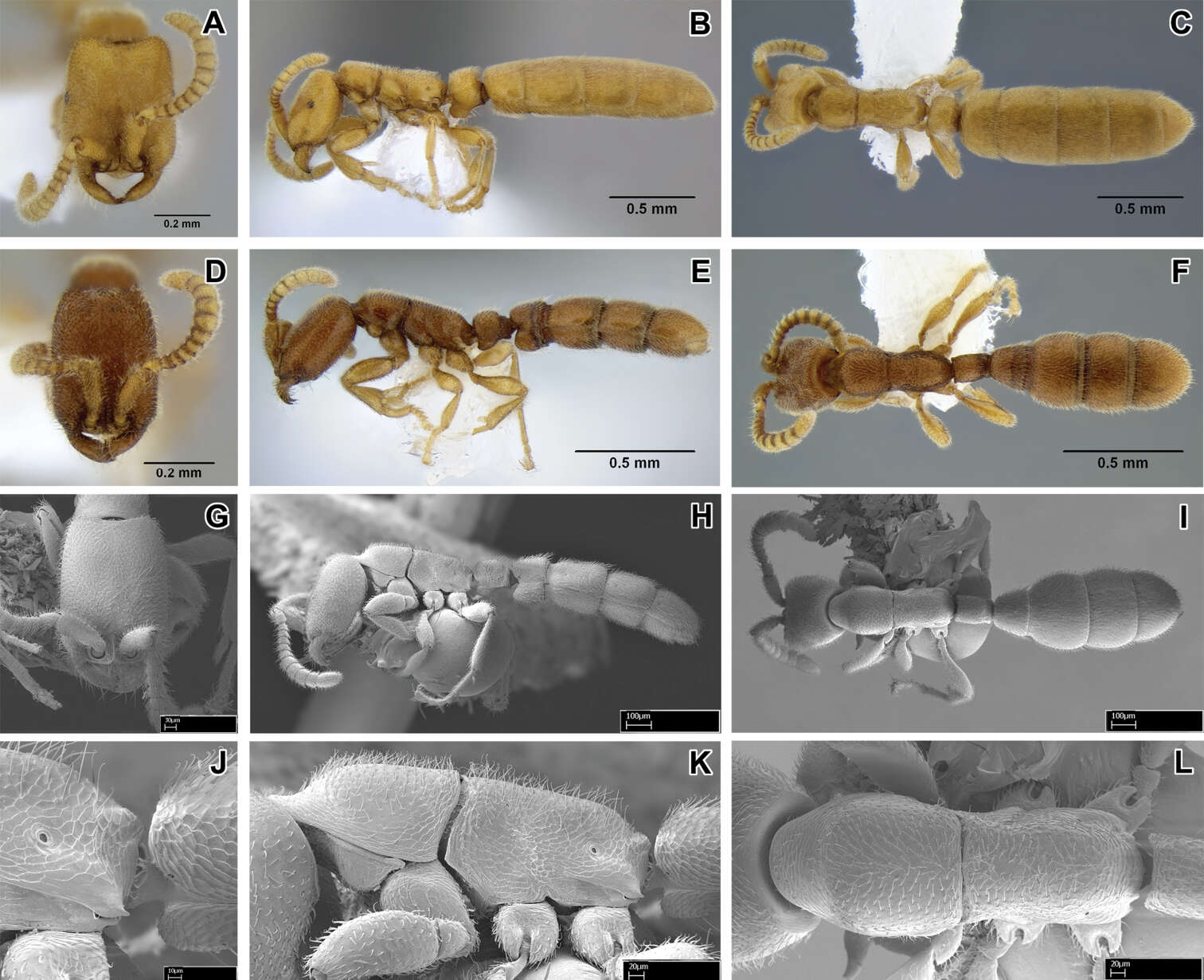 Image of Leptanilloides