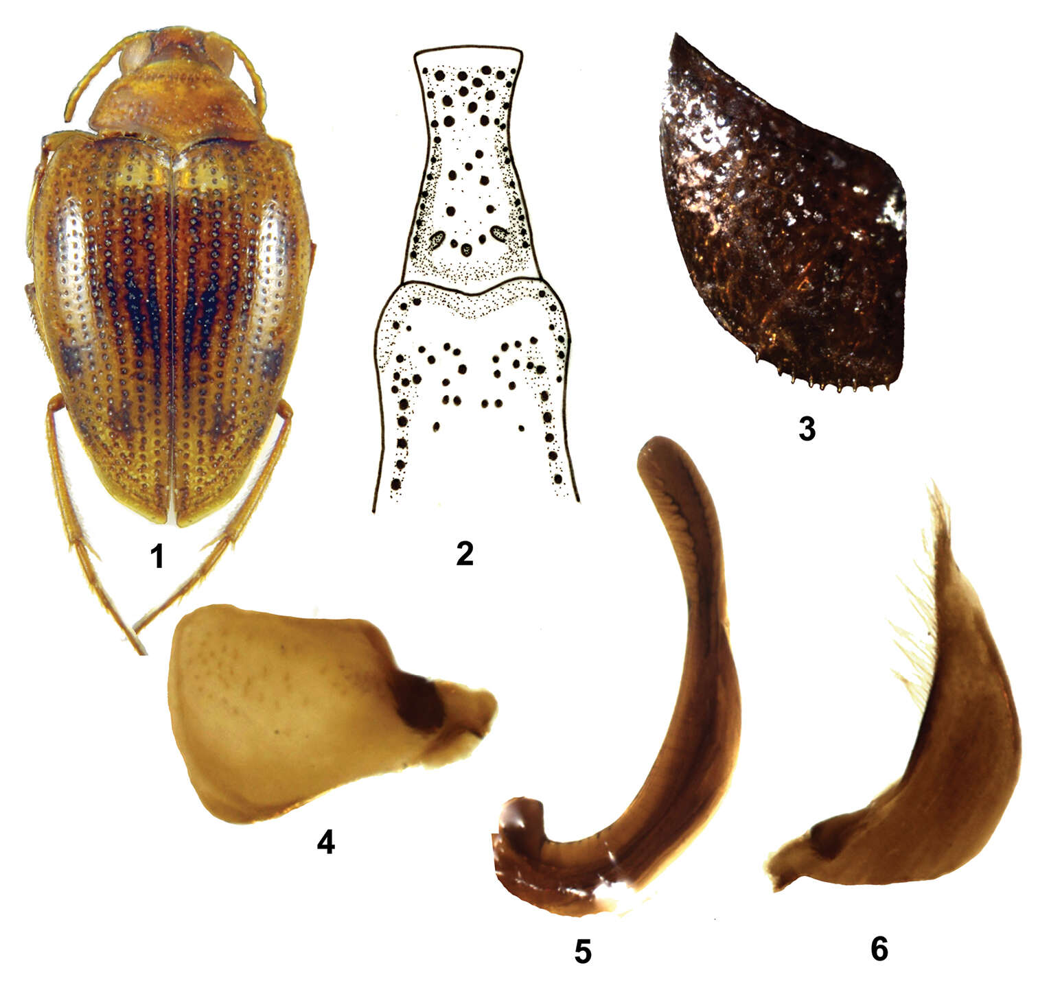 Image of crawling water beetles