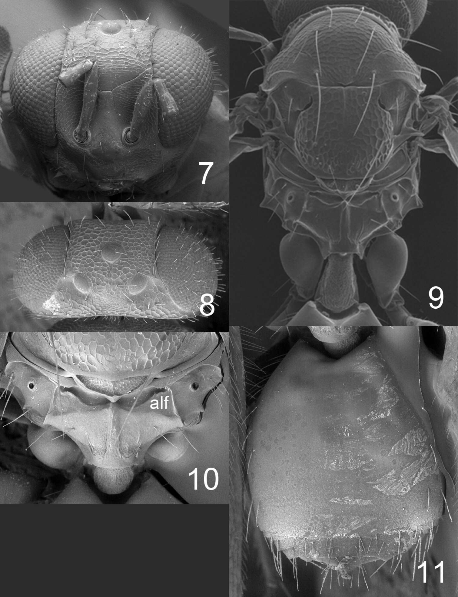 Image of Horismenus microdonophagus Hansson, Lachaud & Pérez-Lachaud 2011