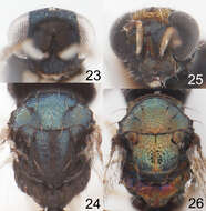 Image of Horismenus microdonophagus Hansson, Lachaud & Pérez-Lachaud 2011