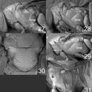Image of Horismenus microdonophagus Hansson, Lachaud & Pérez-Lachaud 2011