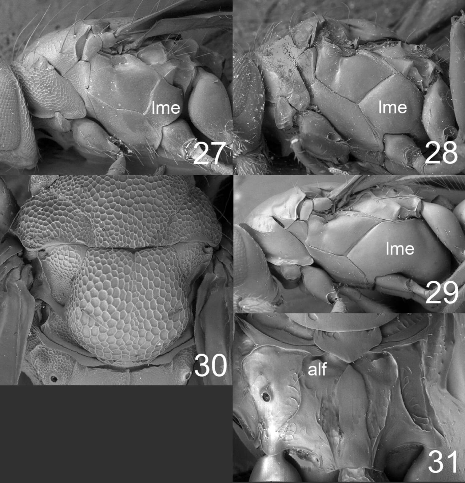 Image of Horismenus microdonophagus Hansson, Lachaud & Pérez-Lachaud 2011