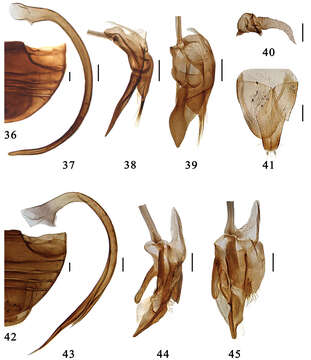 صورة Serangium