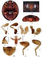 Image of Serangium centrale Wang & Ren