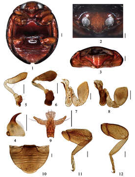 Слика од Serangium centrale Wang & Ren