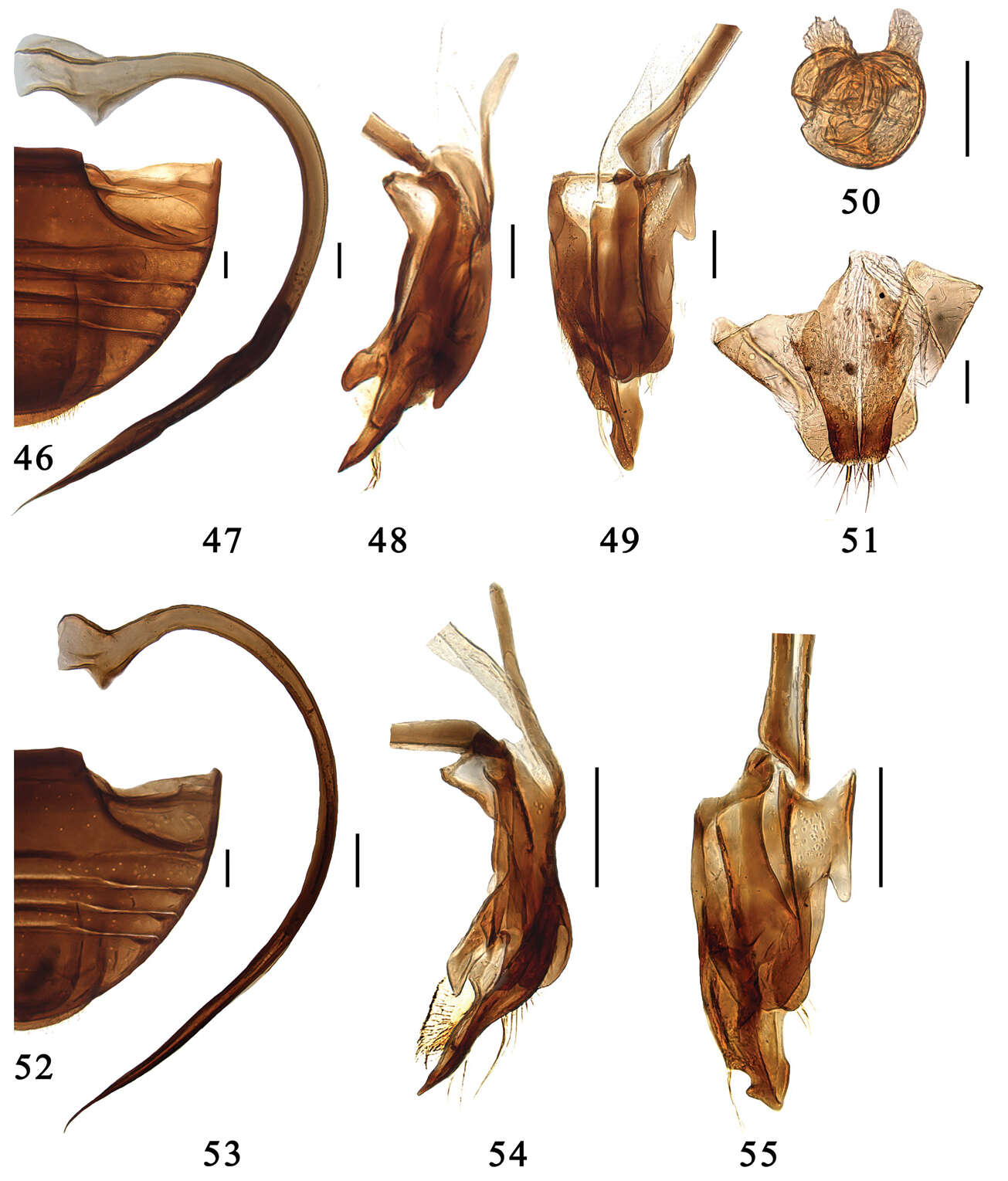 Sivun Serangium centrale Wang & Ren kuva