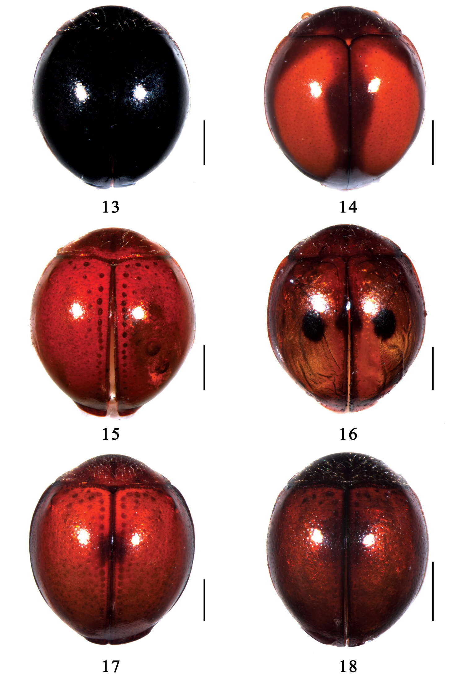 Image of Serangium leigongicus Wang & Ren