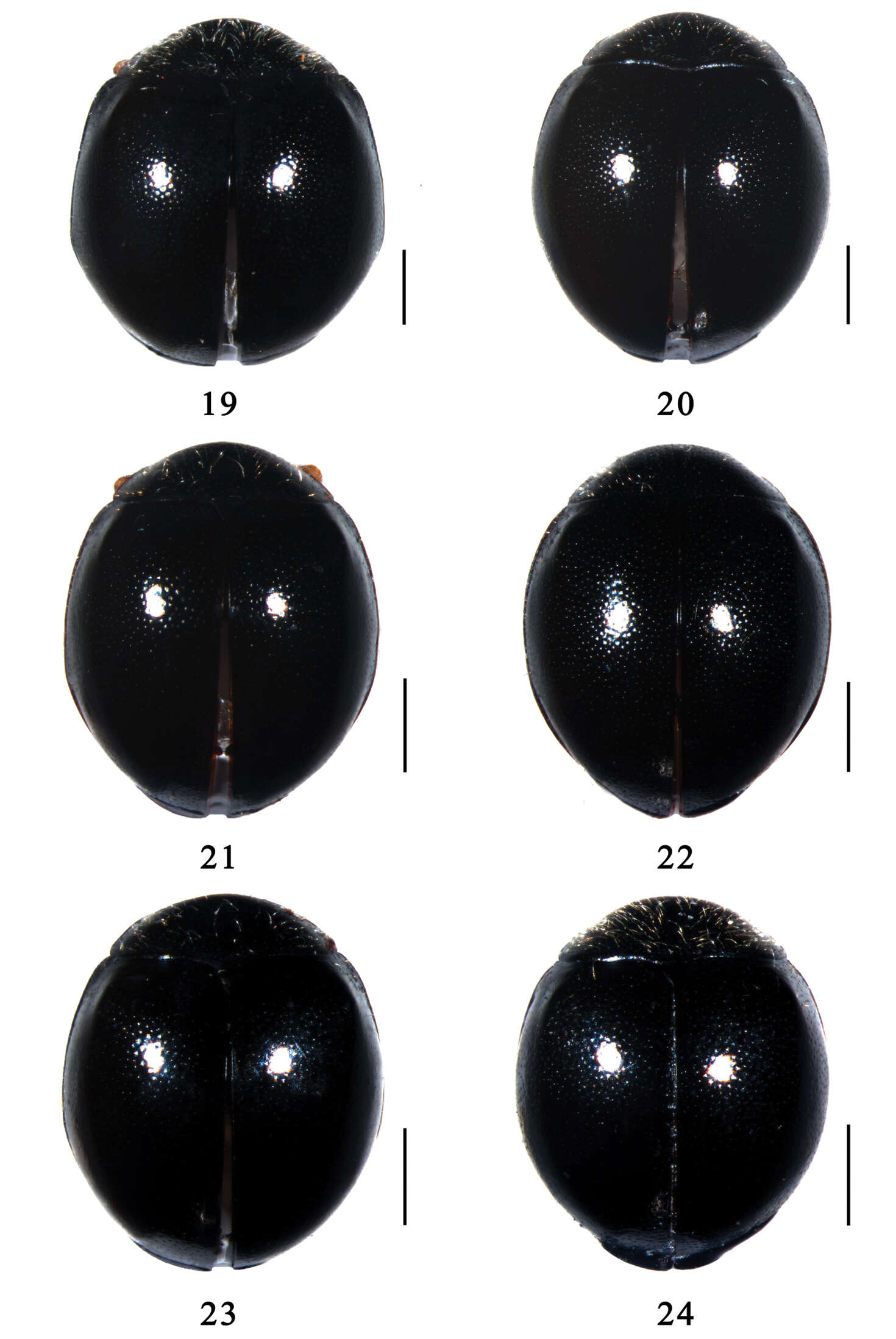 Image of Serangium latilobum Wang & Ren