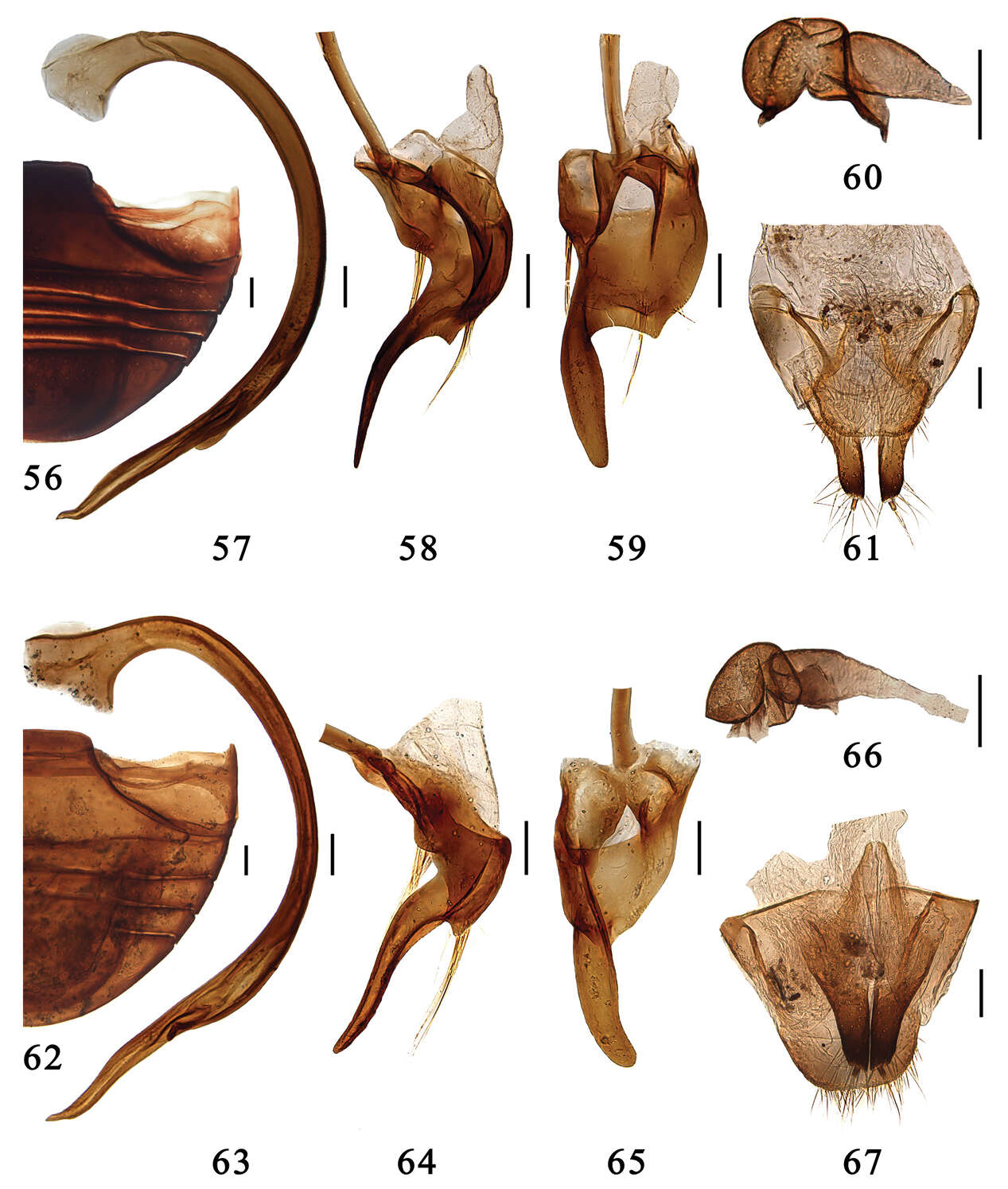 Слика од Serangium latilobum Wang & Ren