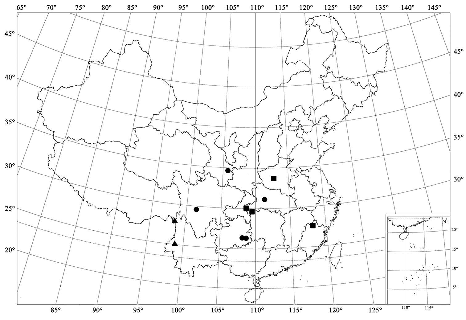 Image of Serangium latilobum Wang & Ren