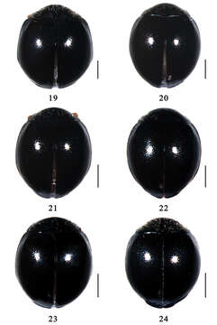 Слика од Serangium digitiforme Wang & Ren