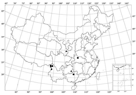 Image of Serangium dulongjiang Wang, Ren & Chen