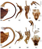 Image of Serangium contortum Wang & Ren