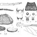 Aleurodaphis sinojackiae Qiao & Jiang 2011 resmi