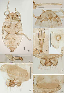 Plancia ëd Aleurodaphis