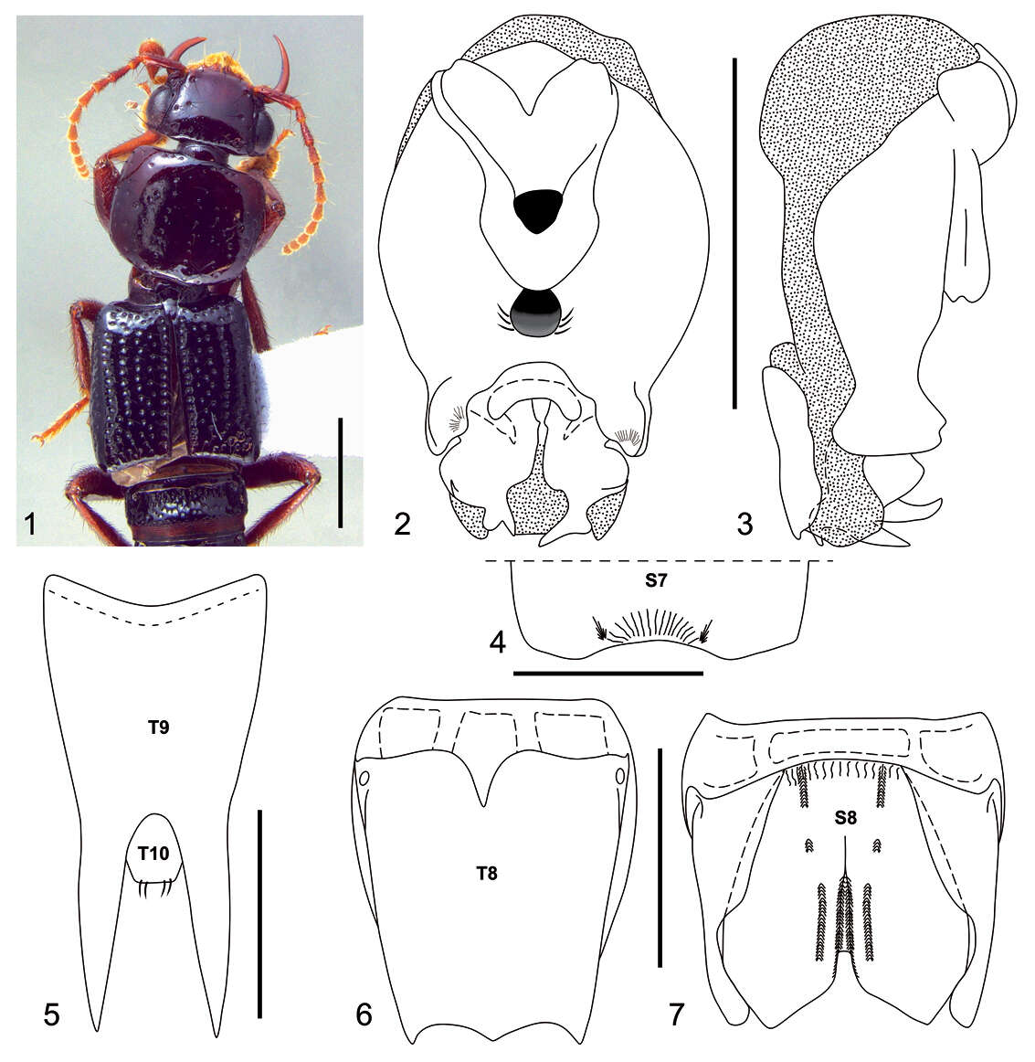 Image of Neolindus