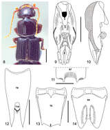 Image of Neolindus hermani Asenjo 2011