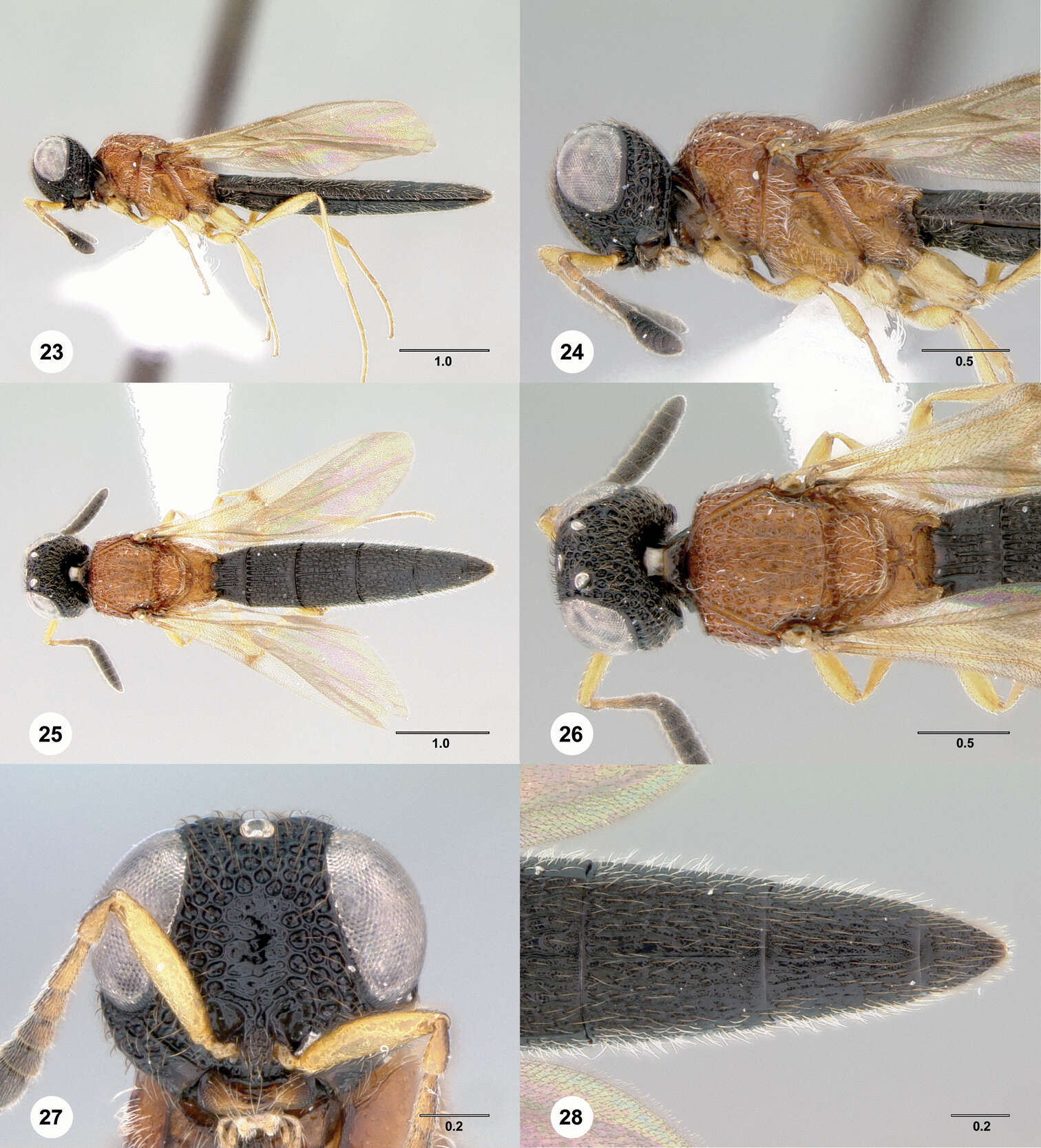 Image of Pseudoheptascelio tico Johnson & Musetti