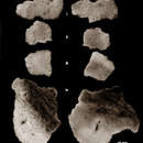 Image of <i>Indiella ridgenensis</i> Sautya, Tabachnick & Ingole 2011
