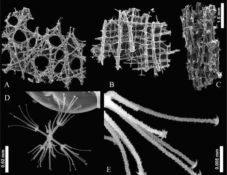 Image of Lyssacinosida Zittel 1877