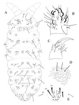 Image of Ectonura monochaeta Janion, Bedos & Deharveng 2011