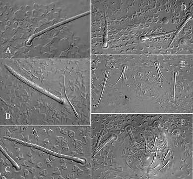 Image of Ectonura monochaeta Janion, Bedos & Deharveng 2011