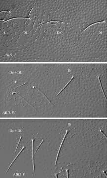 Image of Ectonura barrai Janion, Bedos & Deharveng 2011