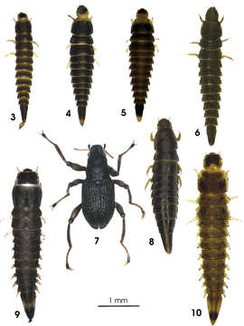 Image of spider riffle beetles