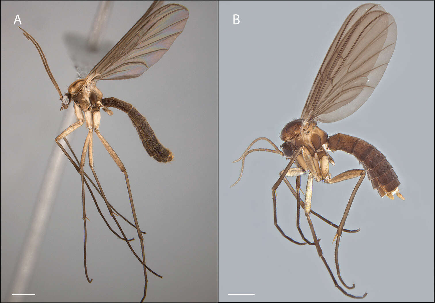 Image of Acomoptera digitata Kerr 2011