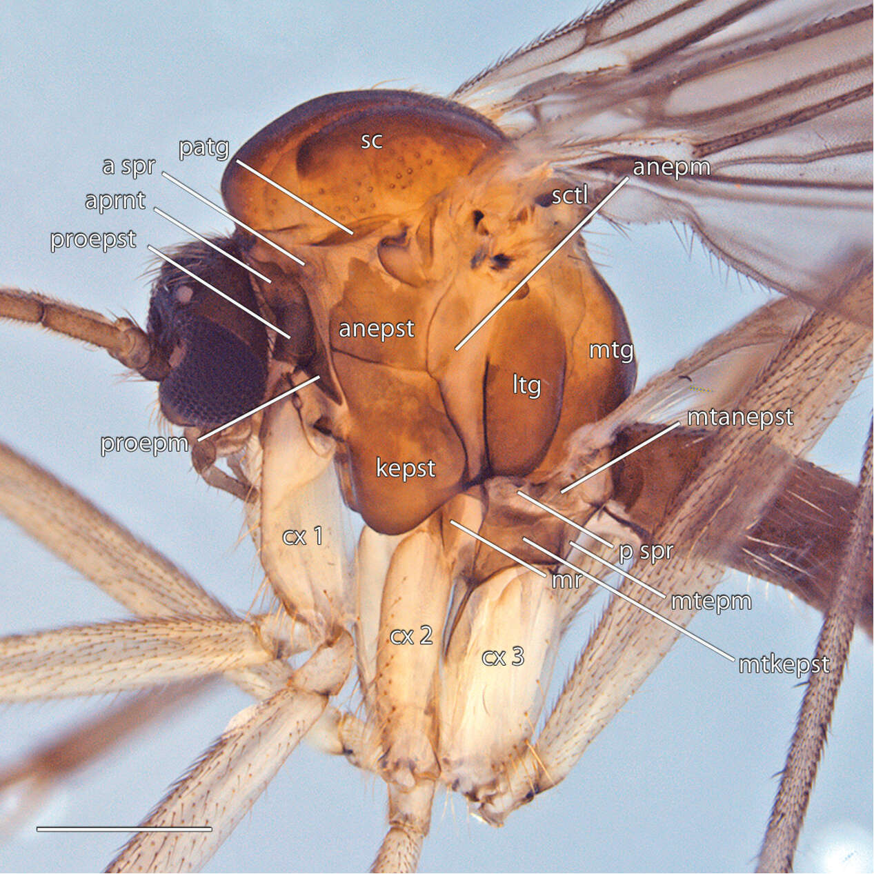 Image of Acomoptera digitata Kerr 2011