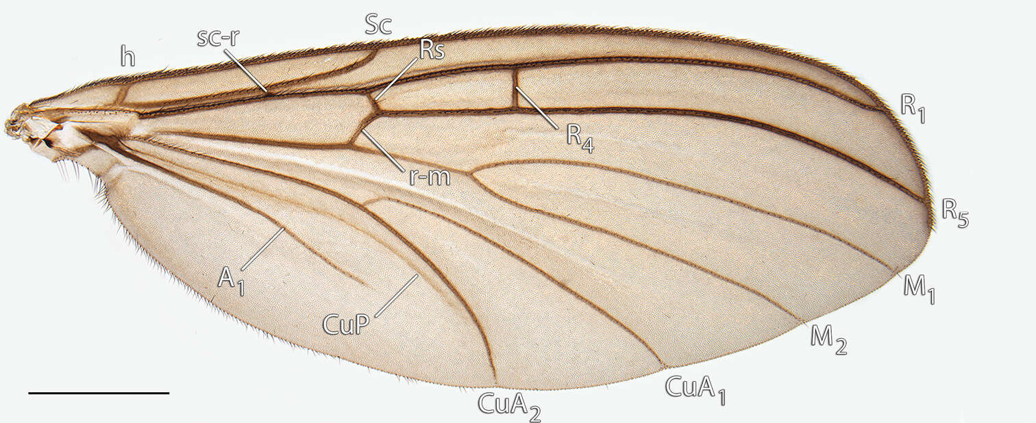 Image of Acomoptera digitata Kerr 2011