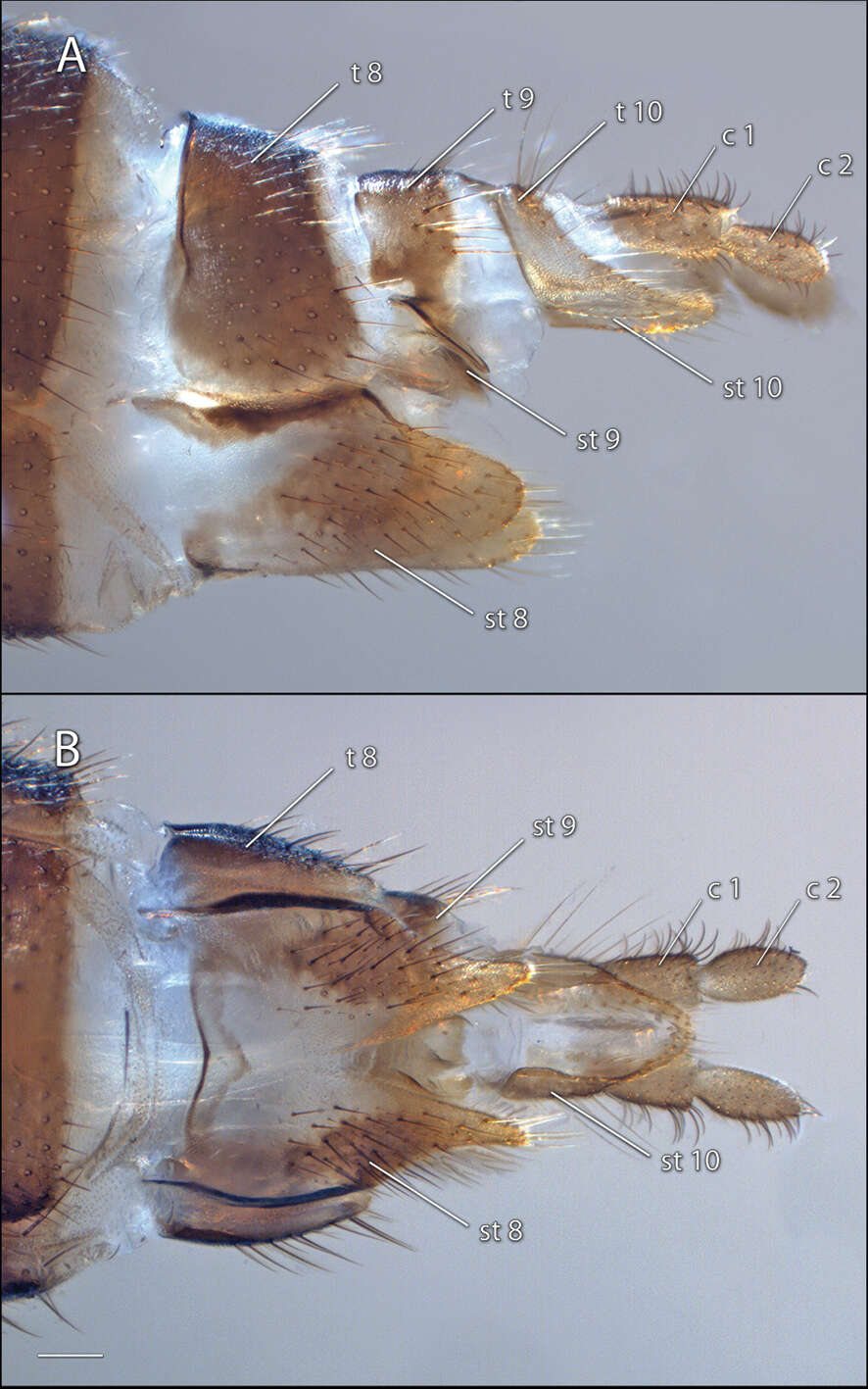 Image of Acomoptera digitata Kerr 2011