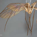 Image of Acomoptera echinosa Kerr 2011