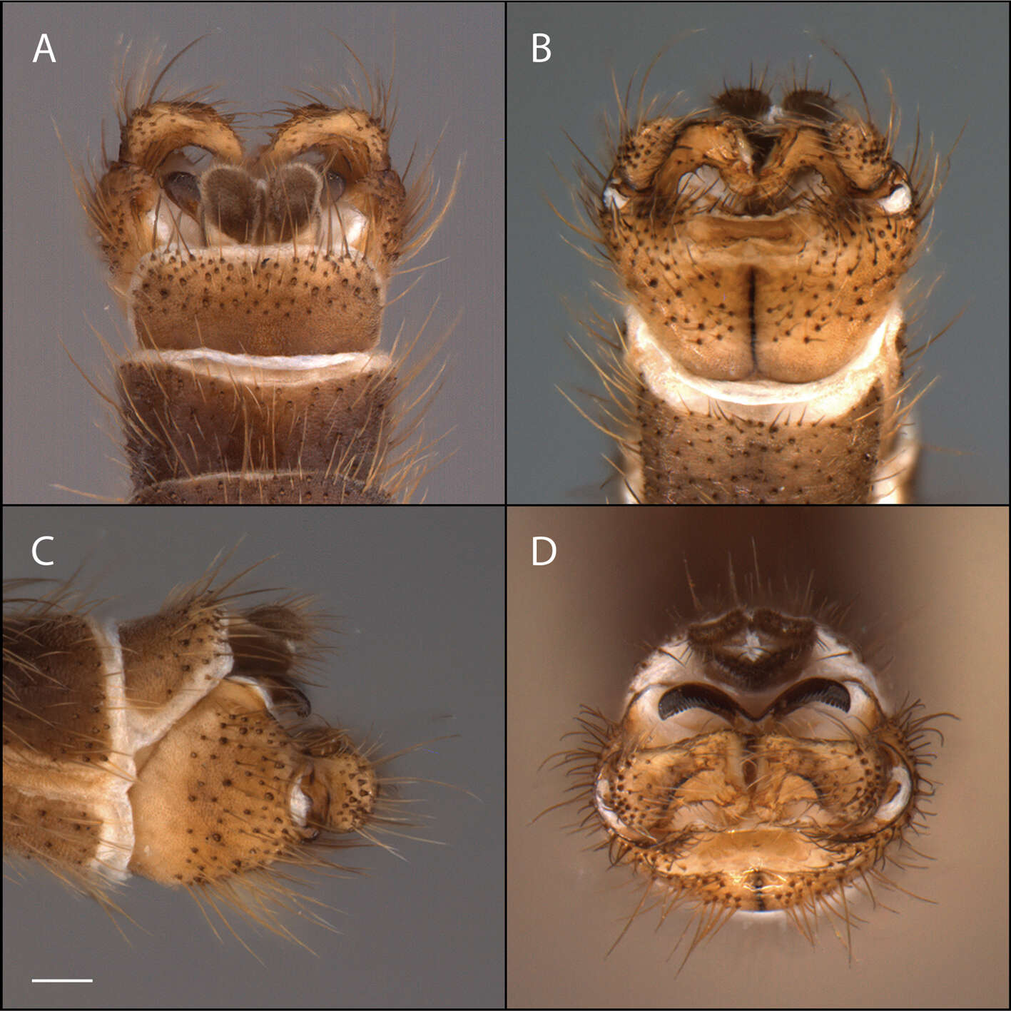 Image of Acomoptera echinosa Kerr 2011