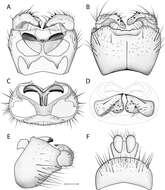 Imagem de Acomoptera echinosa Kerr 2011