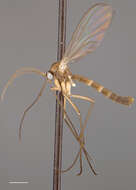 Image of Acomoptera forculata Kerr 2011