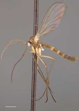 Image of Acomoptera forculata Kerr 2011