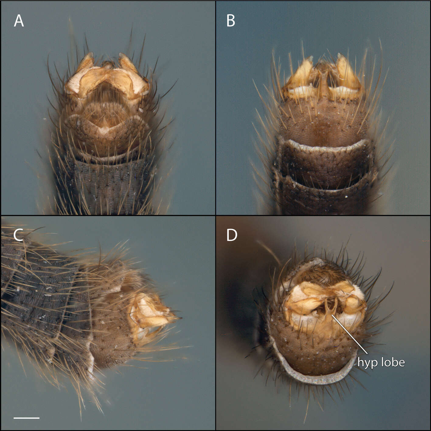 Image of Acomoptera forculata Kerr 2011