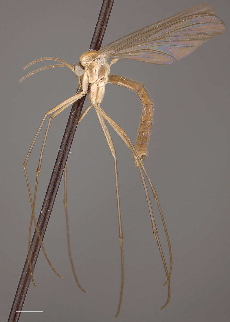 Image of Acomoptera vockerothi Kerr 2011