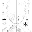 Plancia ëd Poliaspis araucariae Hardy & Henderson